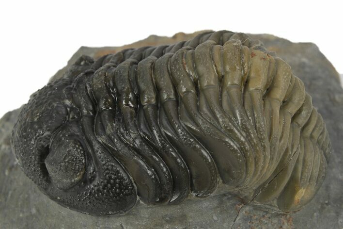 Beautiful Morocops Trilobite - Ofaten, Morocco #243873